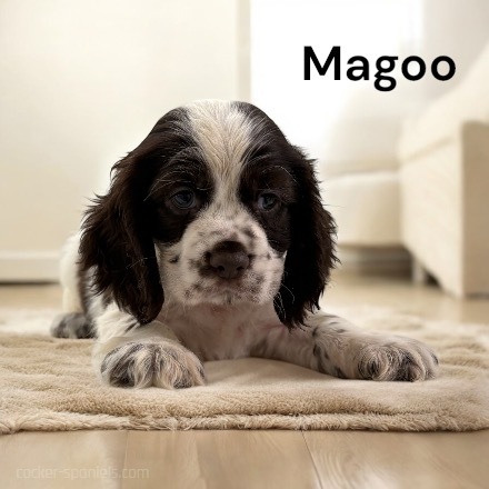 puppy, for, sale, Cocker Spaniel, Joe & Cherri  Overlease, dog, breeder, Miller, MO, dog-breeder, puppy-for-sale, forsale, nearby, find, puppyfind, locator, puppylocator, aca